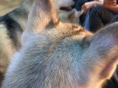 -Husky Go! 哈士奇体验馆·宠物咖啡厅狗咖