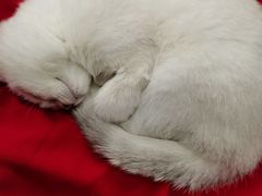 -柚子猫舍·精品猫舍购猫·猫咪认养·购宠·宠物店