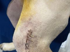 -伟伟宠物医院·CT影像中心·瑞派犬猫综合性门诊(汉口总院)