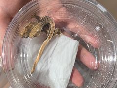 -酷以爬仙阁实体爬宠店·守宫·蜥蜴·专业繁育