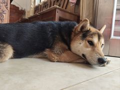 -博特宠物医院24h犬猫全科.骨科·异宠