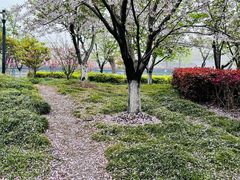 -高东镇樱花园