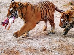 -济南野生动物世界