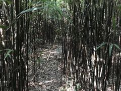 -大罗山风景区