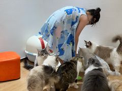 -1013 PET SHOP精品宠物商店(丁香店)