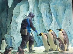 -帝企鹅自助餐厅•儿童岛•真企鹅(长隆企鹅酒店)