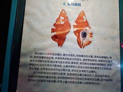 -贝壳梦幻世界