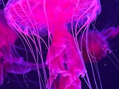 -珠海长隆海洋王国