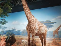 -陕西自然博物馆