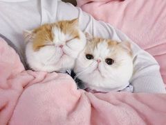 -阪尚皇·原切牛排·烤肉火锅自助(北京路店)