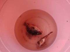 -鑫艋游艇海钓俱乐部