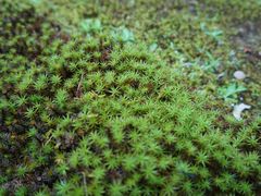 -星巴克(上海交通大学店)