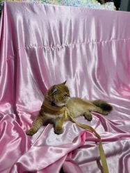 -米莱摄影写真(五大道别墅店)