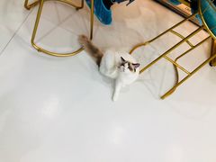 -糯米喵星人·撸猫猫舍咖啡馆(西市场嘉华店)