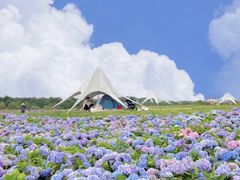 -空港花田景区