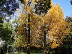 -叶叶菩提·晋福宫