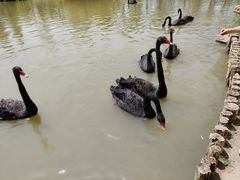 -祥源·阜阳生态乐园