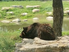 -上海野生动物园