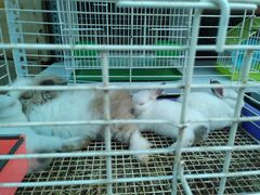 -中环花鸟鱼虫市场