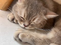-Let's go狗咖·猫咖·奶狗·桌游(春熙路IFS店)