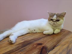 -70cat德文卷毛猫·缅因猫纯种猫舍