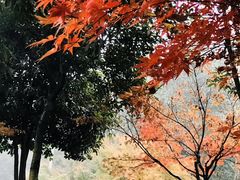 -龙头寺公园