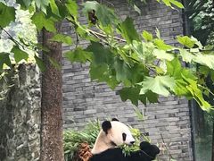-都江堰中华大熊猫苑
