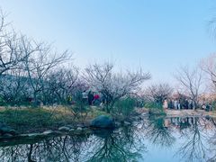 -香雪海