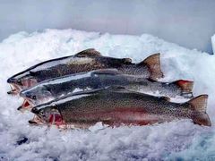 -原志优秀食材·匠心料理·海胆主题(金亿广场店)