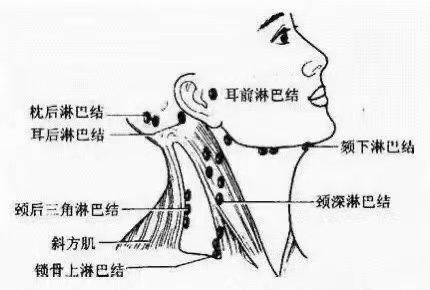 锁骨淋巴分布图片图片