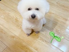 -爱宠屋pet shop·宠物洗澡·宠物美容