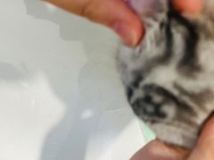 -伟伟宠物医院·CT影像中心·瑞派犬猫综合性门诊(汉口总院)