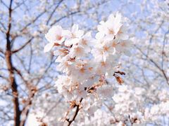 -高东镇樱花园