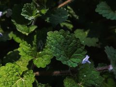 -莲池书院博物馆