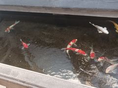-鲤院·新中式美学·庭院餐厅(夫子庙店)
