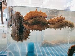 -半岛听涛蒸汽海鲜自助(K11店)