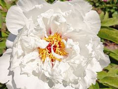 -黑龙江省森林植物园