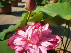 -莲花池公园