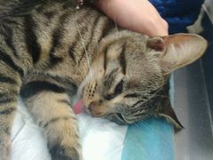 -爱侣宠医·鹦鹉专科·小型哺乳类·异宠专科(灵石路店)