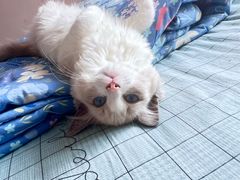 -关爱宠物医院·猫科中心·消化科(滨湖万达分院)