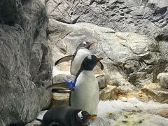 -大阪海游馆