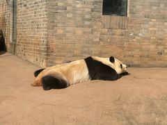 -都江堰中华大熊猫苑