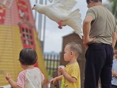 -野狸岛
