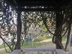 -洋湖国家湿地公园