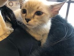 -宠爱国际动物医院·消化内科·心肾内科·ISFM猫友好(望京店)
