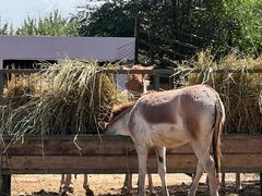 -青藏高原野生动物园