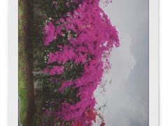 -四川大学(望江校区)