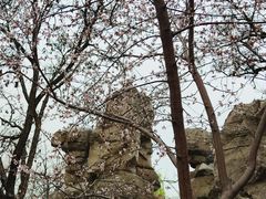 -桃花堤公园