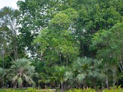-中国科学院西双版纳热带植物园