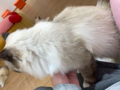 -1013 PET SHOP精品宠物商店(丁香店)